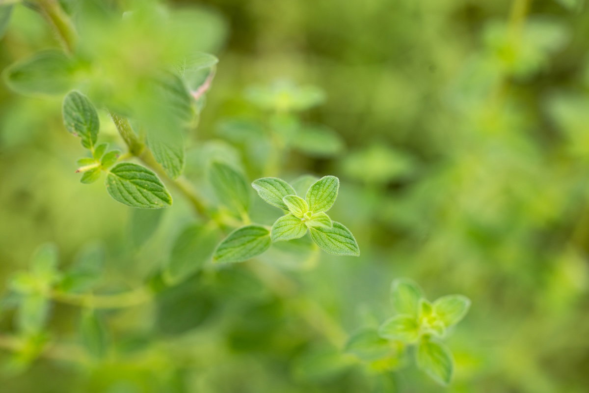Plants of the Bible Conservatory