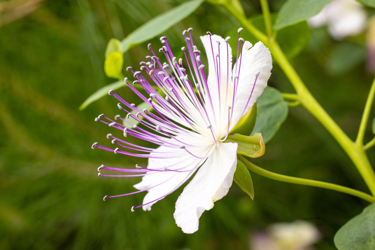 Plants of the Bible Conservatory