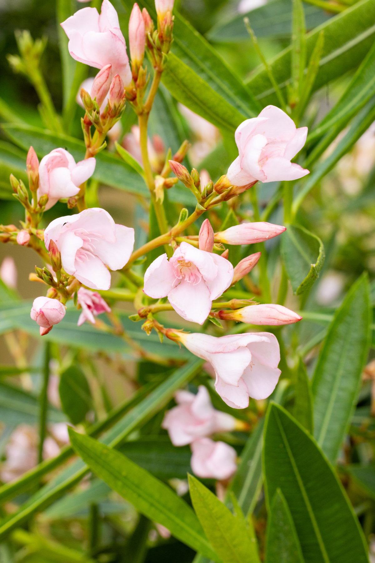 Plants of the Bible Conservatory