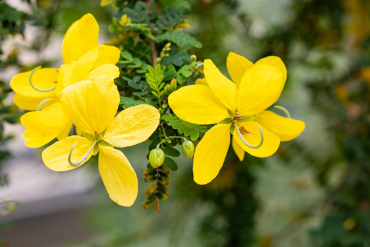 Plants of the Bible Conservatory