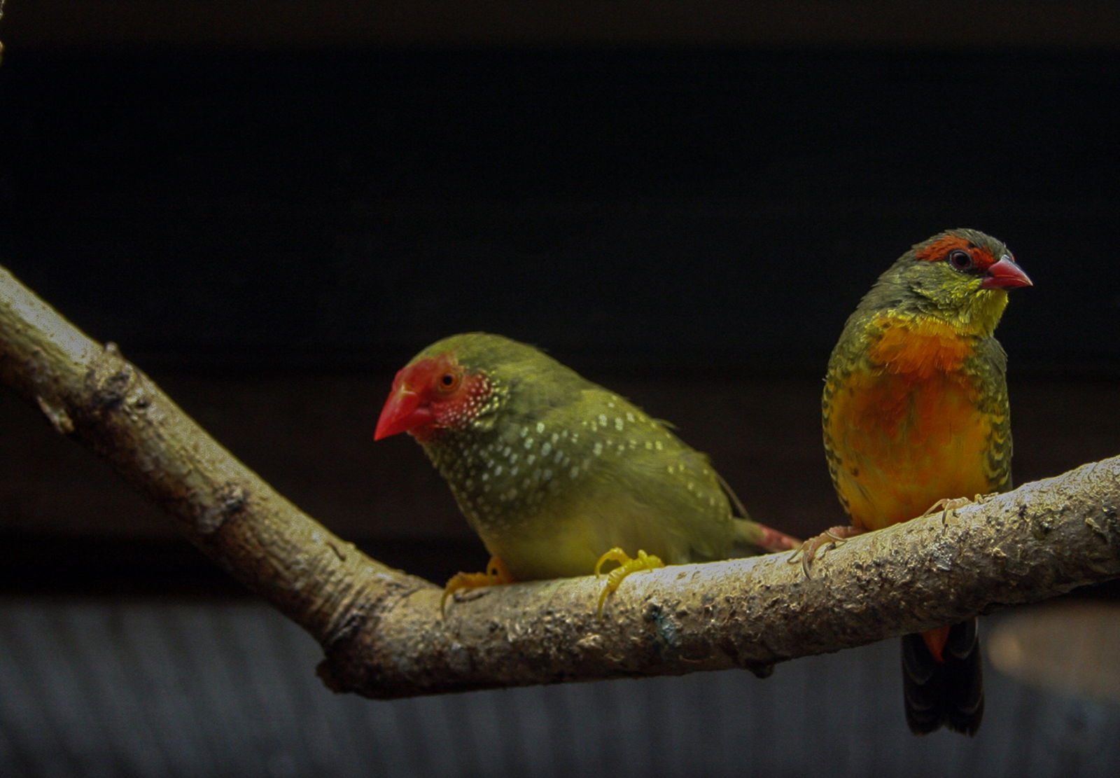 Finches