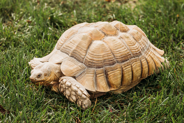 Methuselah the African Spurred Tortoise