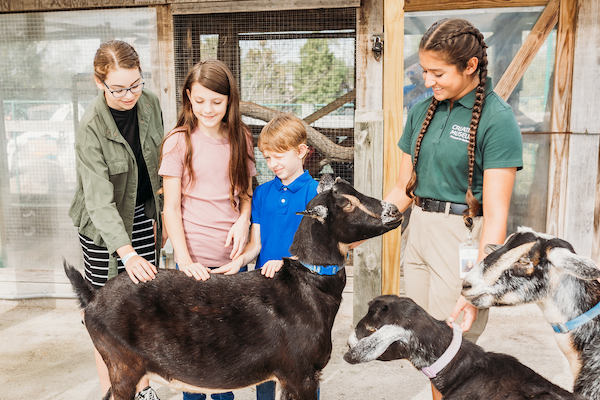 Guests petting goat.