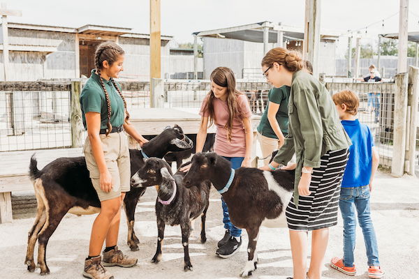 Guests petting goats.