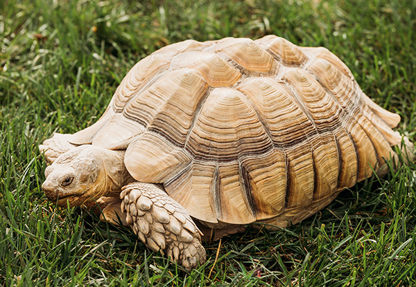 African Spurred Tortoise