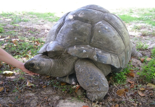 Aldabra Tortoise