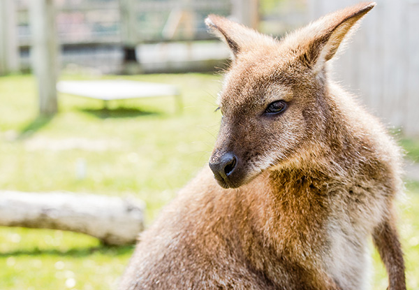 Bennett’s Wallaby