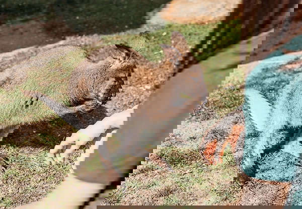 Bennett’s Wallaby Feed