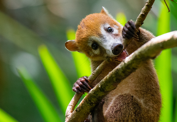 South American Coati