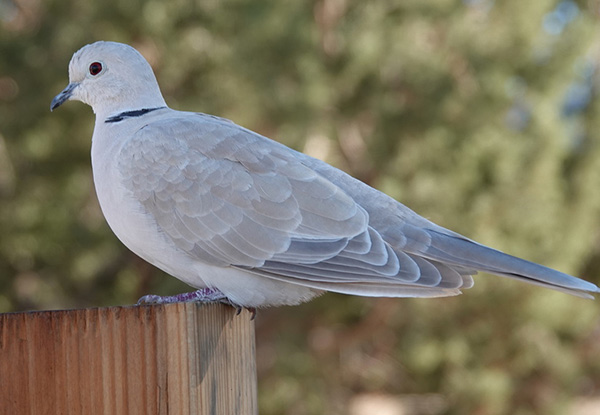 Ringneck Dove