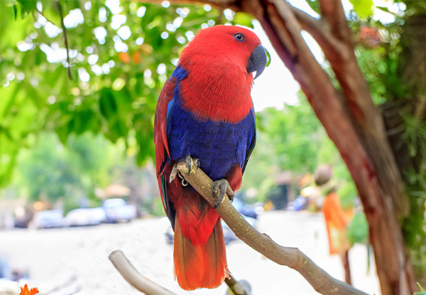 Papuan Eclectus Parrot