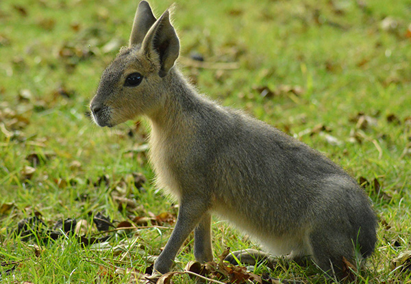 Patagonian Mara