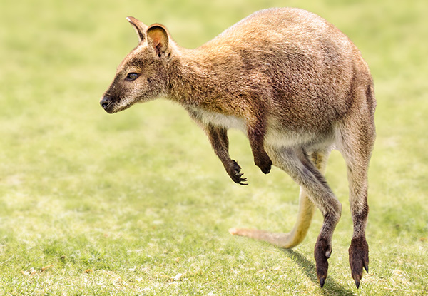 Wallaby Walkabout