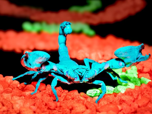 Emperor Scorpion