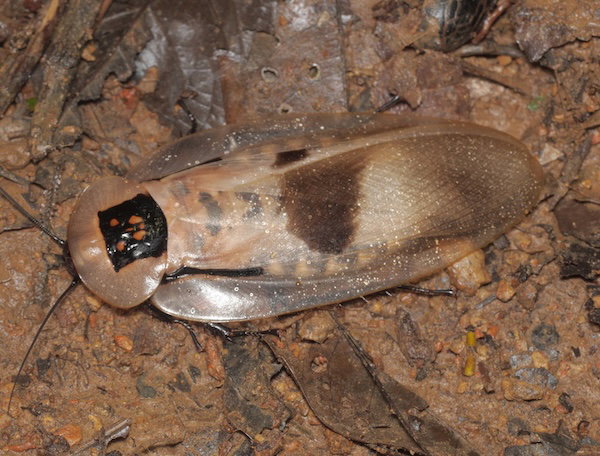 Giant Cave Roach