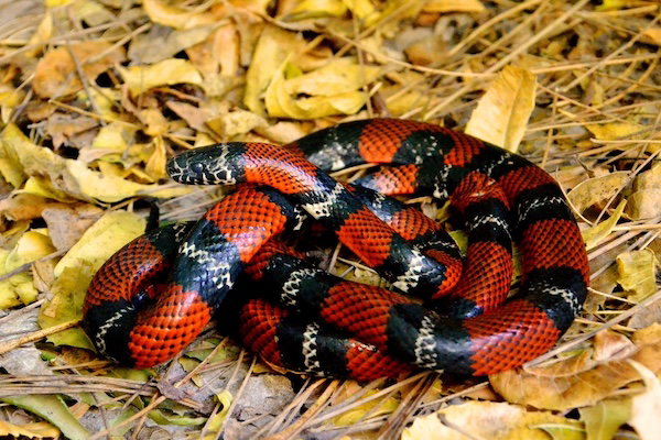 Honduran Milk Snake
