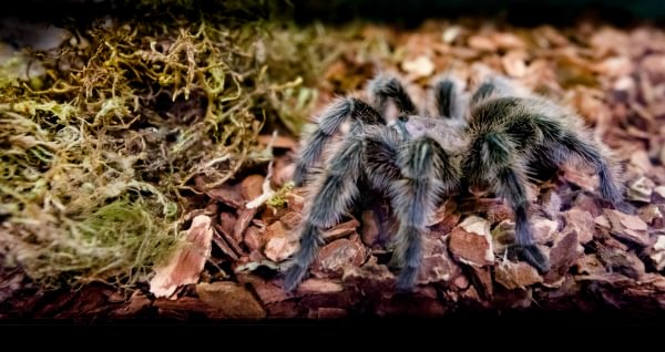 Tarantula