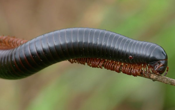 African Giant Millipede