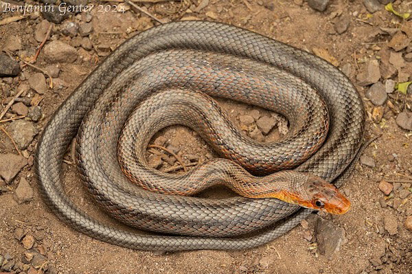 Bairds Rat Snake