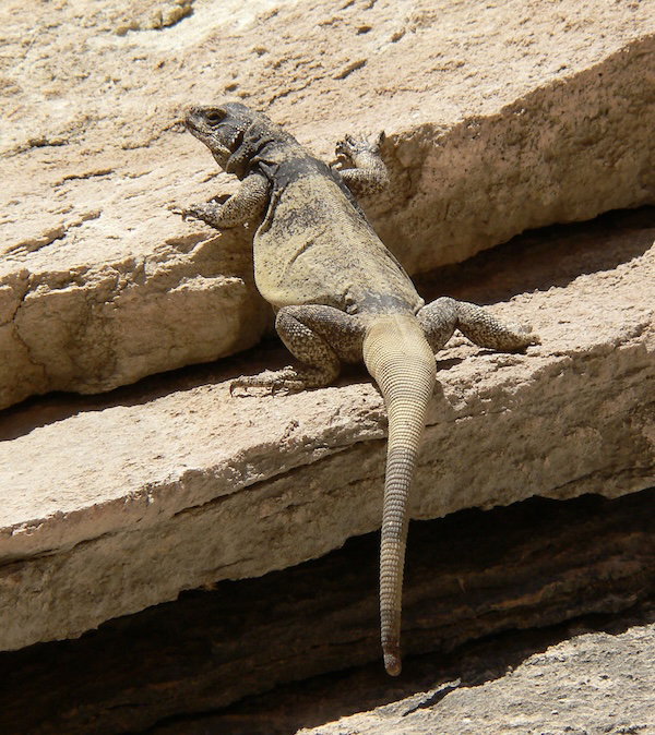 chuckwalla