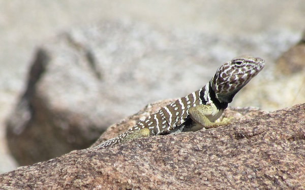 Collared Lizard