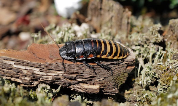 Madagascar Hissing Cockroach