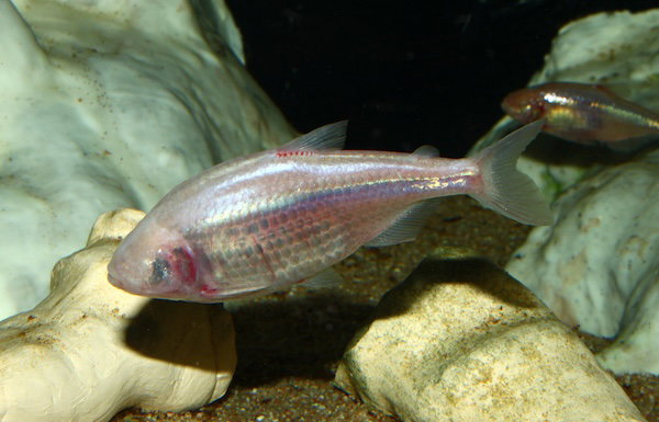 Mexican Tetra—Blind Cave Form
