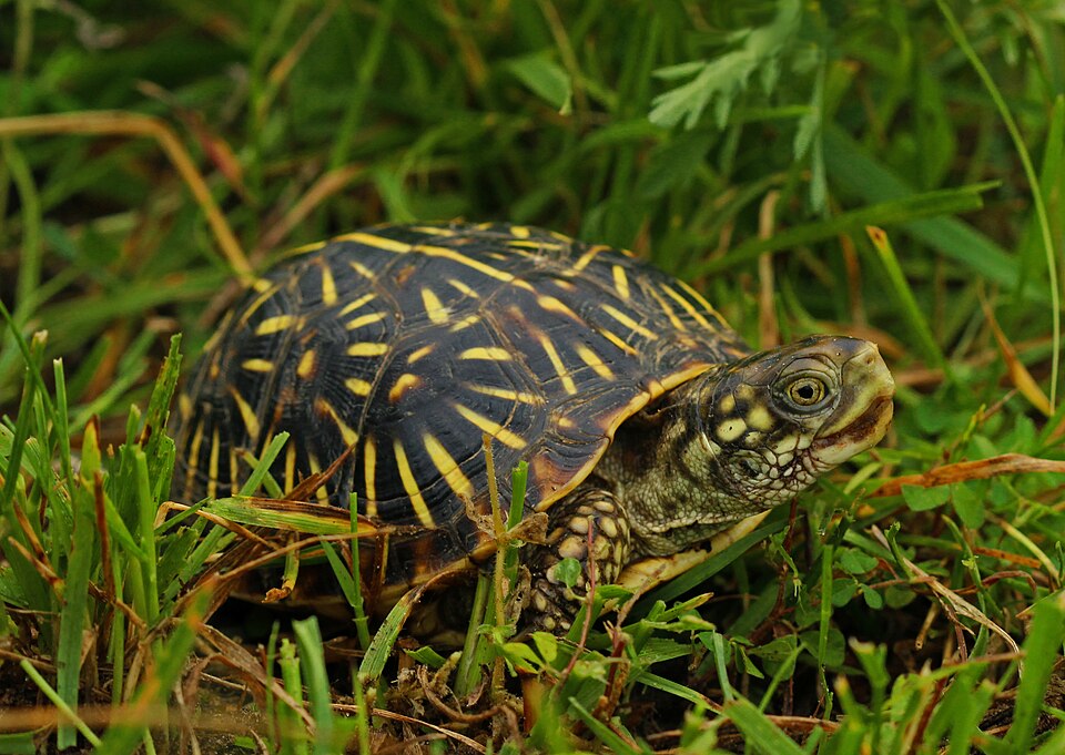 Ornate Box Turtle