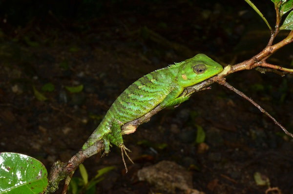 Pethiyagodas Crestless Lizard