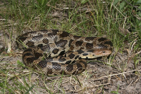 Western Fox Snake