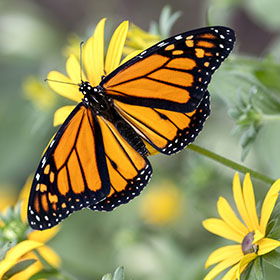 Butterfly House