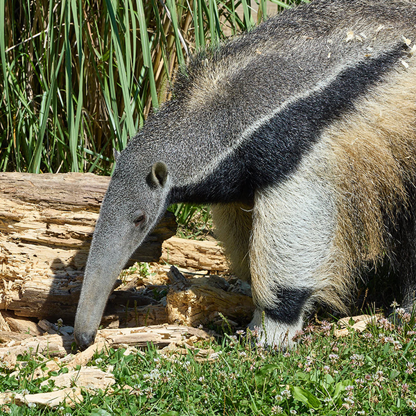 Anteater